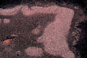 Lake Bogoria Kenya