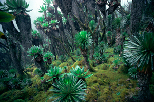 Ruwenzori Uganda