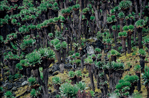 Ruwenzori Uganda