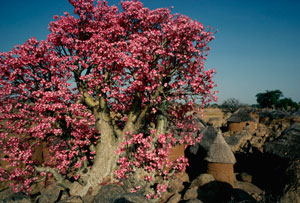 Nuba Mountains Sudan