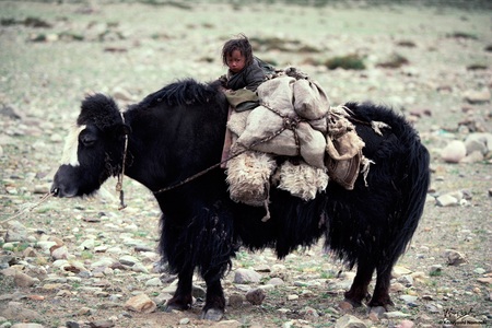 Tibetan Nomad