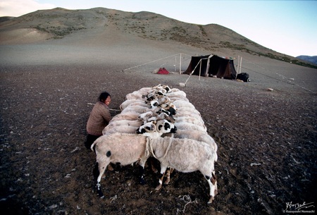 Tibetan Nomad