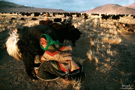 Tibetan Nomad