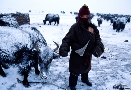 Tibetan Nomad