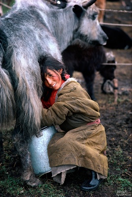 Tibetan Nomad