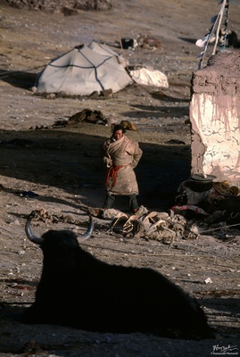 Tibetan Nomad
