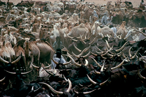 Abalak Niger