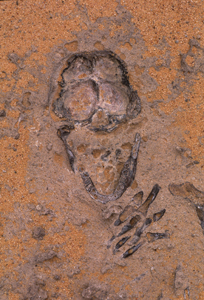 Tassili Du Hoggar Algeria